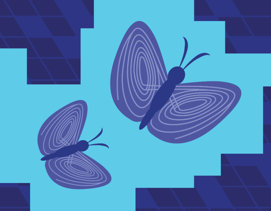 purple butterflies on a cyan background
