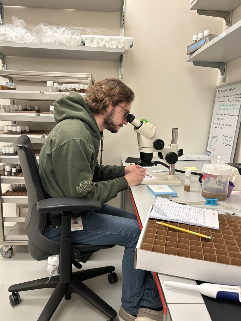 man sits at lab bench, peering into microscope